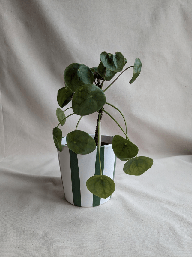 Cache-pot Oxalis - rayures vertes