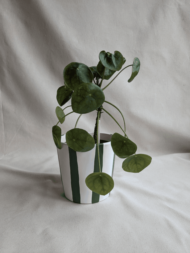 Cache-pot Oxalis - rayures vertes